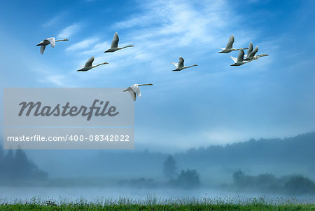 Birds flying away over blue sky background