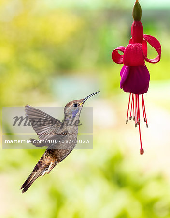 Hummingbird (archilochus colubris) in flight with tropical flower