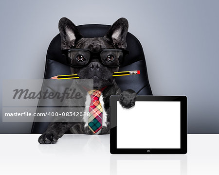 office businessman french bulldog dog with pen or pencil in mouth  , behind laptop pc tablet screen ,  sitting on a leather chair