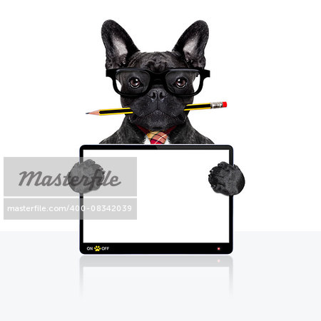 office businessman french bulldog dog with pen or pencil in mouth  , behind laptop pc tablet screen ,  isolated on white background