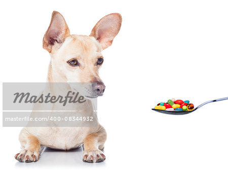 chihuahua dog  with  headache and sick , ill or with  high fever, suffering ,pills in a spoon,  isolated on white background