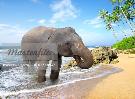 Elephant, standing on a beach near the ocean