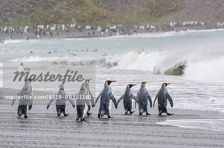 Adult king penguins (Aptenodytes patagonicus) going to sea at St. Andrews Bay, South Georgia, Polar Regions