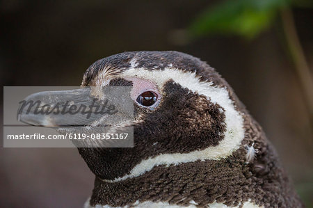 Adult Magellanic penguin (Spheniscus magellanicus) head detail, Gypsy Cove, outside Stanley, Falkland Islands, South America