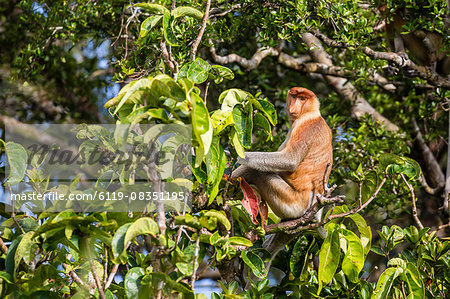 Adult male proboscis monkey (Nasalis larvatus), endemic to Borneo, Tanjung Puting National Park, Borneo, Indonesia, Southeast Asia, Asia