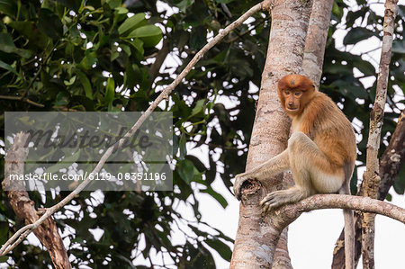 Proboscis monkey (Nasalis larvatus) endemic to Borneo, Tanjung Puting National Park, Borneo, Indonesia, Southeast Asia, Asia