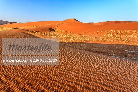 Dried plants among the sand dunes shaped by wind, Deadvlei, Sossusvlei, Namib Desert, Namib Naukluft National Park, Namibia, Africa