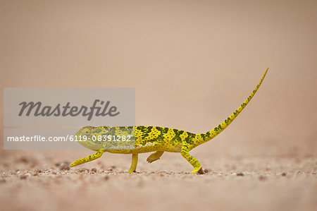 Flap-necked chameleon (flap neck chameleon) (Chamaeleo dilepis), Kruger National Park, South Africa, Africa