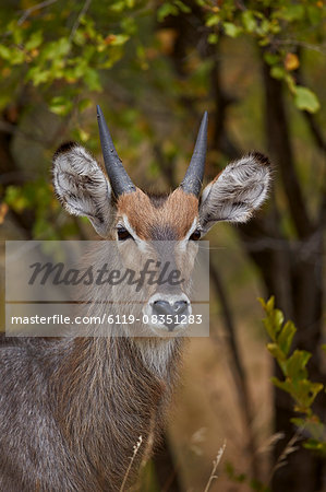 Common waterbuck (Ellipsen waterbuck) (Kobus ellipsiprymnus ellipsiprymnus), young buck, Kruger National Park, South Africa, Africa