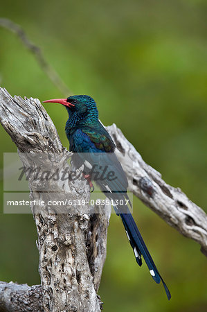 Green wood hoopoe (red-billed wood hoopoe) (Phoeniculus purpureus), Kruger National Park, South Africa, Africa