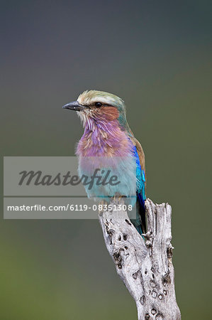 Lilac-breasted roller (Coracias caudata), Kruger National Park, South Africa, Africa