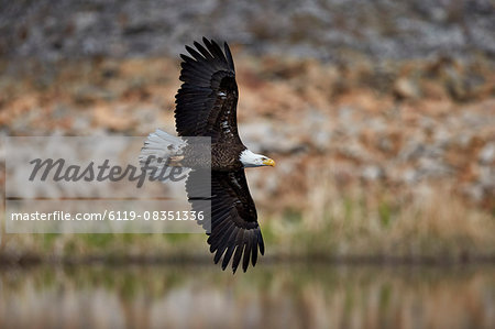 Bald Eagle (Haliaeetus leucocephalus) in flight, Yellowstone National Park, UNESCO World Heritage Site, Wyoming, United States of America, North America