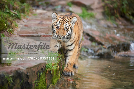 Portrait of Siberian Tiger (Panthera tigris altaica) Youngster in Winter, Germany