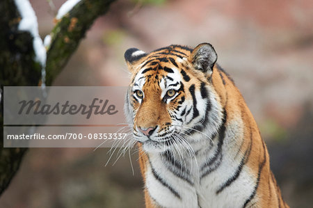 Portrait of Siberian Tiger (Panthera tigris altaica) in Winter, Germany