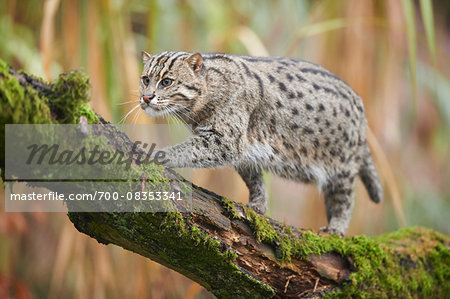 Portrait of Fishing Cat (Prionailurus viverrinus) in Autumn, Germany Portrait of Fishing Cat (Prionailurus viverrinus) in Autumn, Germany