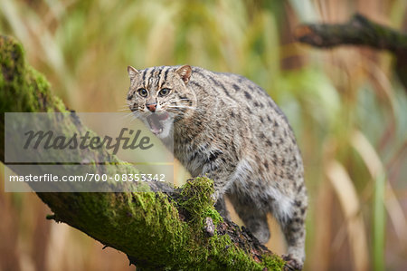 Portrait of Fishing Cat (Prionailurus viverrinus) in Autumn, Germany