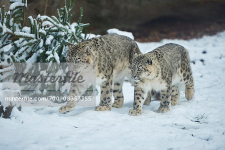 Portrait of Snow Leopard (Panthera uncia) Mother and Cub in Winter, Germany