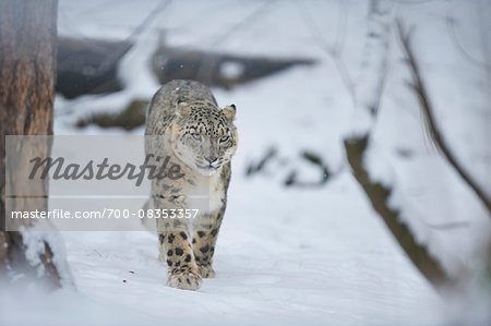 Portrait of Snow Leopard (Panthera uncia) in Winter, Germany