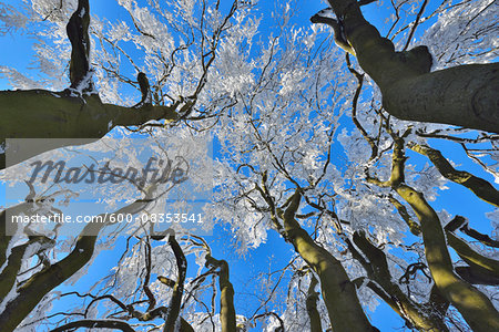 View into Snow Covered Beech Tree Tops in Winter, Grosser Feldberg, Frankfurt, Taunus, Hesse, Germany