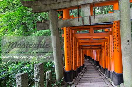 Fushimi Inari Taisha, Shinto shrine, vermilion torii gates line paths in wooded forest on Mount Inari, Kyoto, Japan, Asia