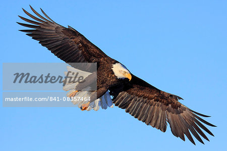 Bald eagle, Alaska, United States of America, North America