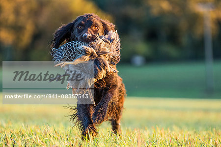 Gun dog with pheasant, Buckinghamshire, England, United Kingdom, Europe