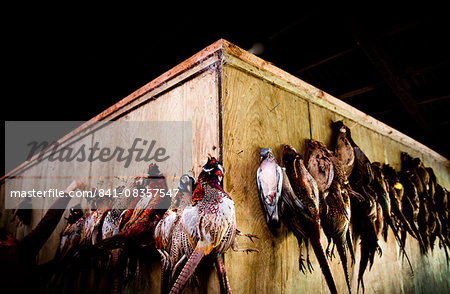 Pheasants, Oxfordshire, England, United Kingdom, Europe