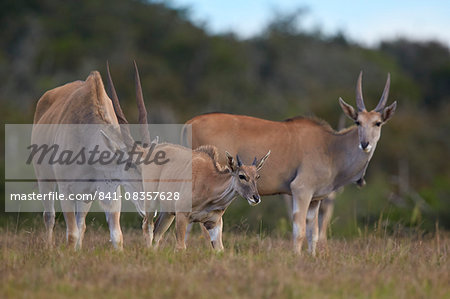 Common eland (Taurotragus oryx) adult and young, Addo Elephant National Park, South Africa, Africa