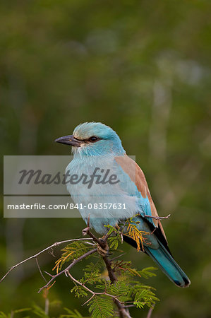 European roller (Coracias garrulus), Kruger National Park, South Africa, Africa