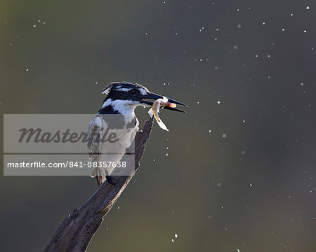 Pied kingfisher (Ceryle rudis) with fish, Kruger National Park, South Africa, Africa Pied kingfisher (Ceryle rudis) with fish, Kruger National Park, South Africa, Africa