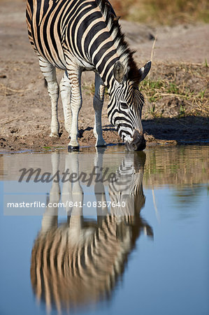 Common zebra (Plains zebra) (Burchell's zebra) (Equus burchelli) drinking with reflection, Kruger National Park, South Africa, Africa