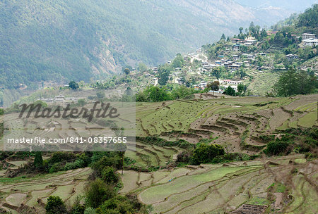 Terraced ricefields near Kuruthang, on the Puna Tsang Chu valley beside the road from Thimpu to Punakha, Bhutan, Asia