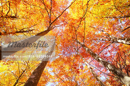 Maple leaves Maple leaves