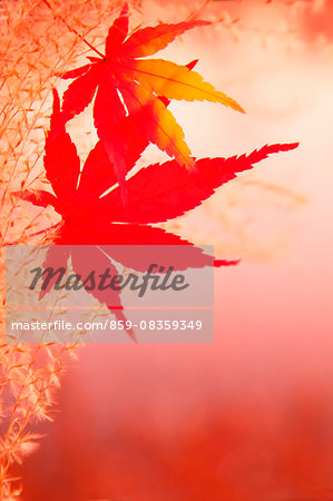 Maple leaves