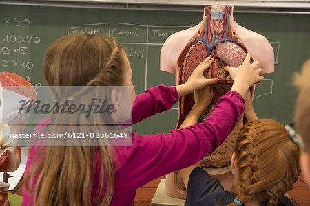 Students in classroom exploring anatomical model, Fürstenfeldbruck, Bavaria, Germany