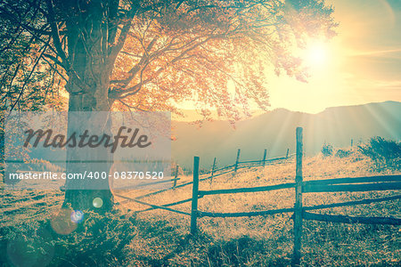 Vintage autumn tree at sunset with sunbeams, mountains landscape,  retro style toned with real  lens flare