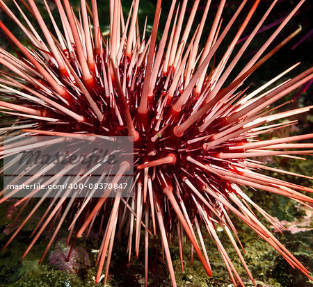 Red Sea Urchin photographed during a dark deep dive in southern British Columbia.