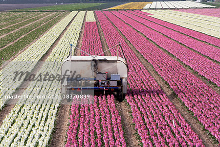 Hyacinth fields and an electric car