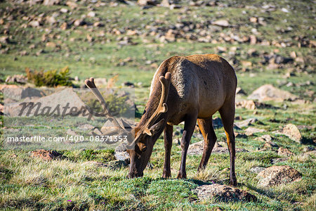 Elk in Velvet at the Rocky Mountain National Park