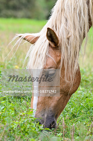 Close-up face of the horse grazing in the pasture