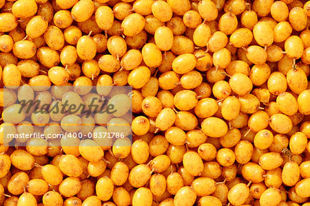 Fresh orange sea buckthorn berries as a background