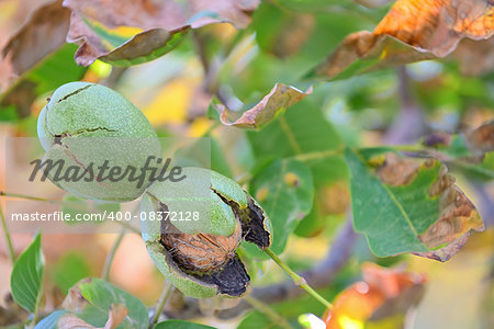 autumn ripe walnut on a tree