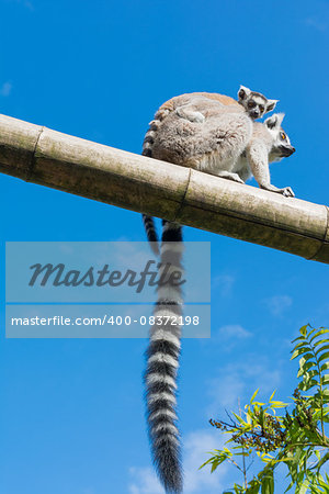 Ring-tailed lemur (Lemur catta) during a summer day