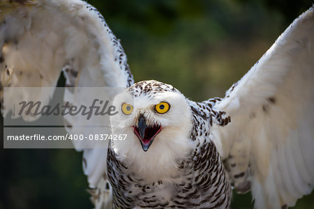 Detail of Head of Snowy Owl with Yellow Eyes, Beak Open and Wings Spread Out - Bubo Scandiacus with Blurred Dark Green Background Ready to Fly