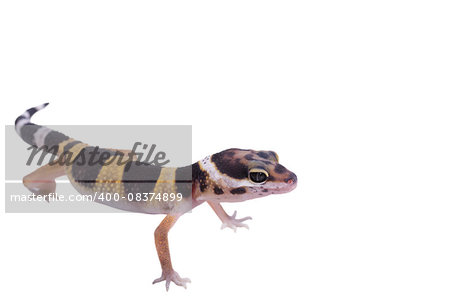 Leopard gecko Eublepharis macularius isolated on white background