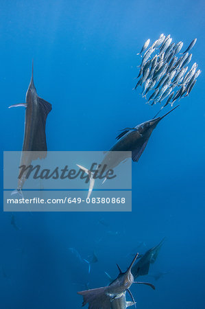 Underwater view of group of sailfish corralling sardine shoal, Contoy Island, Quintana Roo, Mexico