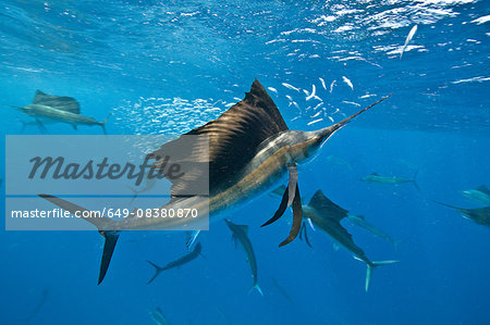 Underwater view of group of sailfish corralling sardine shoal at surface, Contoy Island, Quintana Roo, Mexico