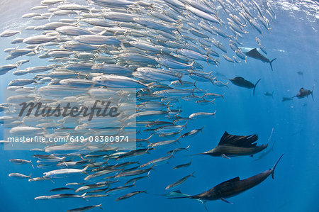 Underwater view of group of sailfish corralling large sardine shoal, Contoy Island, Quintana Roo, Mexico