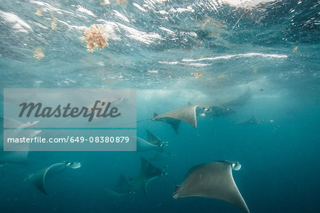 Underwater view of mobula rays gathering for migration around the Yucatan Peninsula, Contoy Island, Quintana Roo, Mexico