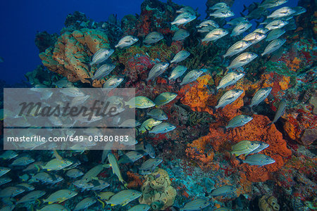 Underwater view of juvenile grunts and snapper schools swimming on coaral reefs , Cancun, Quintana Roo, Mexico